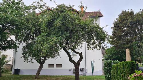 Rückansicht und Aussenanlage - 3 Zimmer Etagenwohnung in Homburg