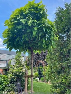 Foto 6_Gartenanlage - 