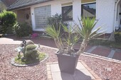 4 Interessante Blumen und Gewächse - 