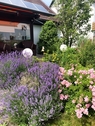 Sommergarten - 