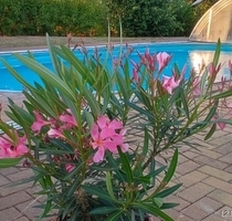 Romantischer Zwei-Seitenhof mit Pool, Scheune und großem Grundstück in traumhafter Idylle - Lommatzsch / Petzschwitz