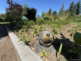 Maulwurf im Garten - 