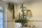 Tageslichtbad - 