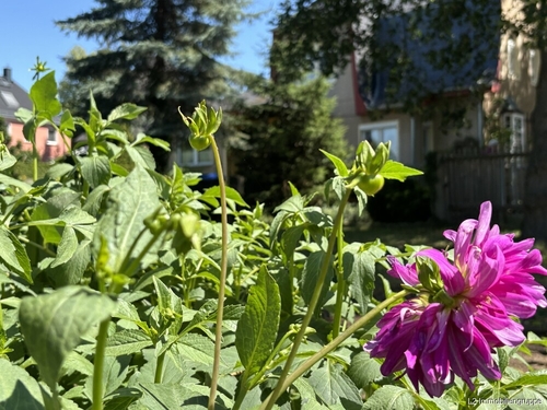 Garten - 