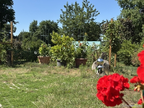 Blick in den Garten - 