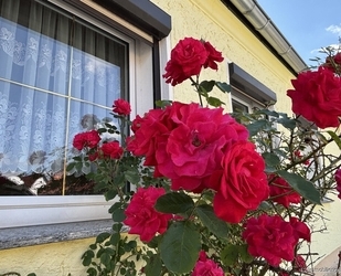 Gemütliche Doppelhaushälfte mit großem Grundstück und Doppelgarage in ruhiger Siedlungslage - Röderaue