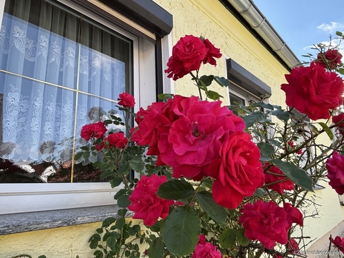 Hausansicht - 4 Zimmer Doppelhaushälfte zum Kaufen in Röderaue
