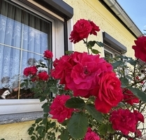 Gemütliche Doppelhaushälfte mit großem Grundstück und Doppelgarage in ruhiger Siedlungslage - Röderaue