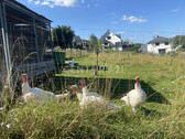 Tierisch nette Nachbarn - 