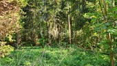 Bewaldetes Grundstück - 