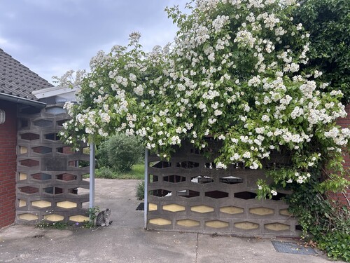 Rambler-Rose - 10 Zimmer Zweifamilienhaus zum Kaufen in Greven-Reckenfeld
