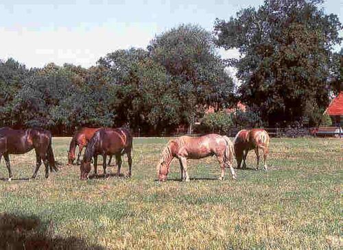 Pferdekoppel arrondiert - 