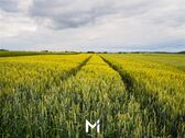 Pos. 2 - Gegen Gebot: Landesbergen 1,325 ha ertragreiches Ackerland mit 65 er Bodenpunkten in guter Anbindung