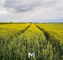 Gegen Gebot: Landesbergen 1,325 ha ertragreiches Ackerland mit 65 er Bodenpunkten in guter Anbindung