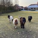 Die Mitbewohner - 