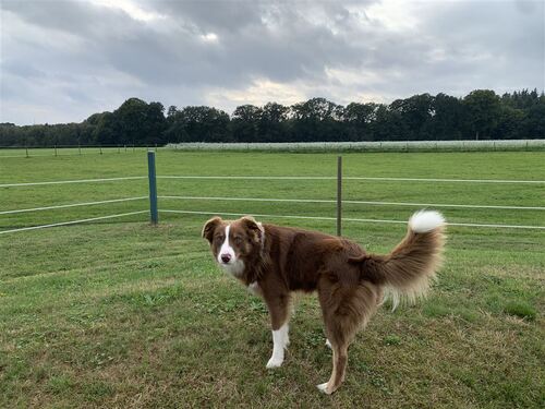 Viel Platz für Mensch u. Tier - 