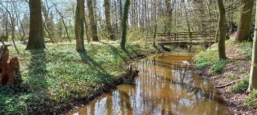 Nebenfluss der der Großen Aue - 
