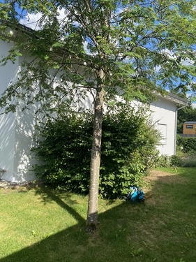 Blick aufs Haus von Norden - 