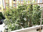 Blick von der Loggia - 