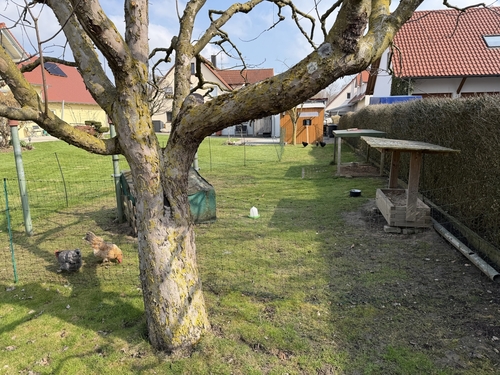 Umgebungsfoto Hühner - 