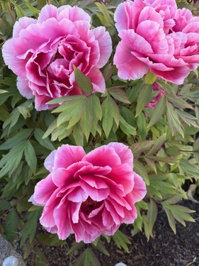 Blumen in Ellgauer Garten - 