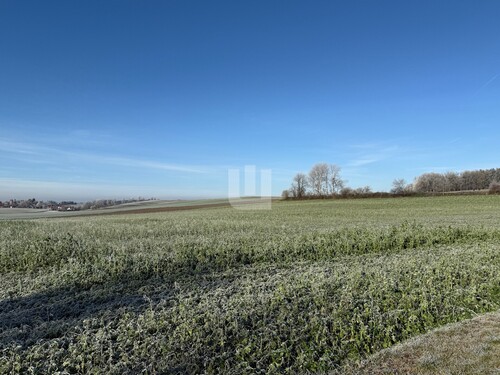 Ackerfläche - WINDISCH IMMOBILIEN - Landwirtschaftliche Fläche nähe Mittelstetten