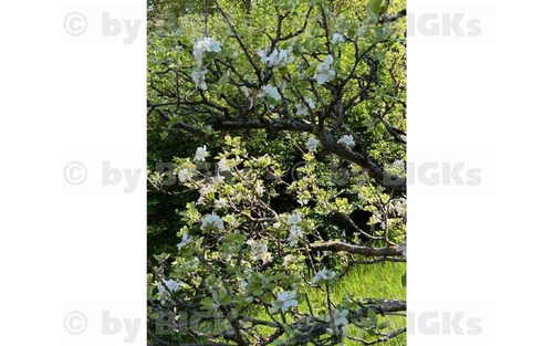 Garten - 