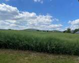 Weitblick - 