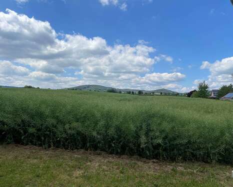 Weitblick - 