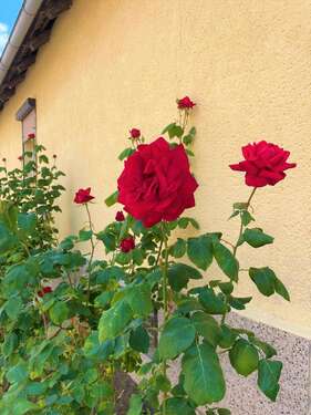 Höhnstedt Umgebung 02 - 