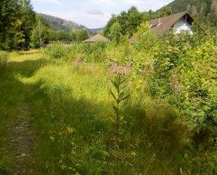 Bad Lauterberg, Grundstück - 95.000,00 EUR Kaufpreis, ca.  3.854,00 m² in Bad Lauterberg (PLZ: 37431)