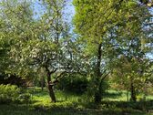 Apfelbaum, Zwetschke, Birne - 