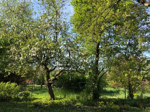 Apfelbaum, Zwetschke, Birne - 