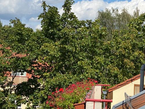 Foto 29.08.20, 13 09 07 - 