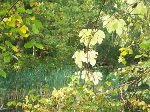 gruenes_Umfeld - 