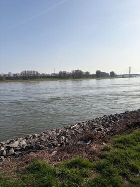 Rheinblick - 