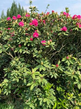 IMG_3477 - Doppelhaushälfte mit 100,00 m² in Alsdorf zur Miete