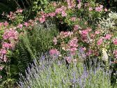 Lavendel u.Rosen Groß - 