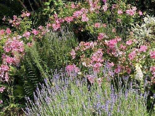 Lavendel u.Rosen Groß - 