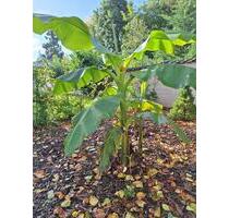 Ruhige OG Wohnung mit Balkon. Energiesparhaus KfW 40+ - Bergheim