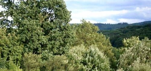 Ausblick vom Wohnzimmer - 1 a LAGE & NATURPUR 3-Zi. DG-Whg. maximal 1- 2 Personen NR zum 1.3.26