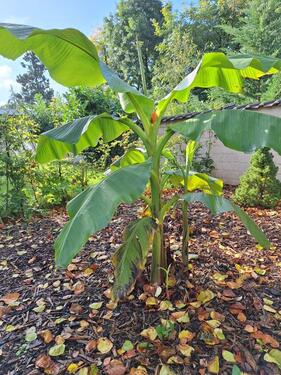 Garten Feldstr. 12a - 