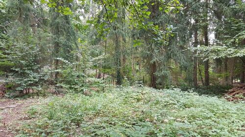 Grundstückteil kleines Wäldchen - 