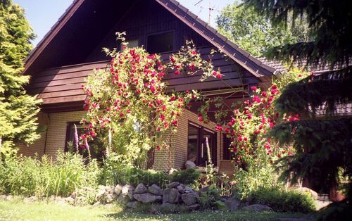 Rückansicht mit Rosen - Provisionsfrei* Haus mit Riesengrundstück in Celle-Wietzenbruch