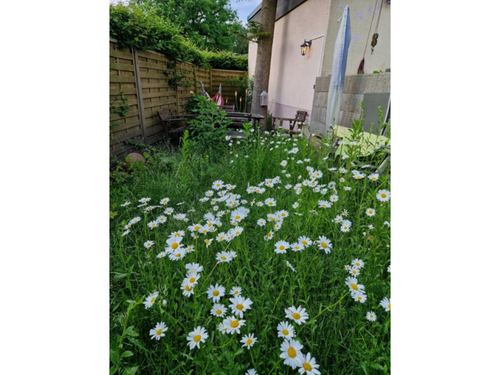 KLN746882_12 - House of Nations: Sunny Furnished Room + Garden & Lux. Kitchen Goethestraße, Köln