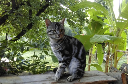 Benek - 6 Zimmer Einfamilienhaus zum Kaufen in Süd West Türkei