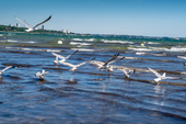 Möwen in der Ostsee - 