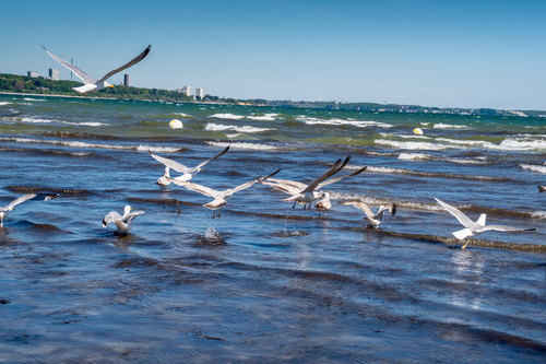 Möwen in der Ostsee - 
