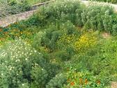Garden - Einfamilienhaus mit 110,00 m&sup2; in Kolimbari, Kreta zum Kaufen
