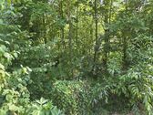 Bild - Grundstück in Arnstein zum Kaufen